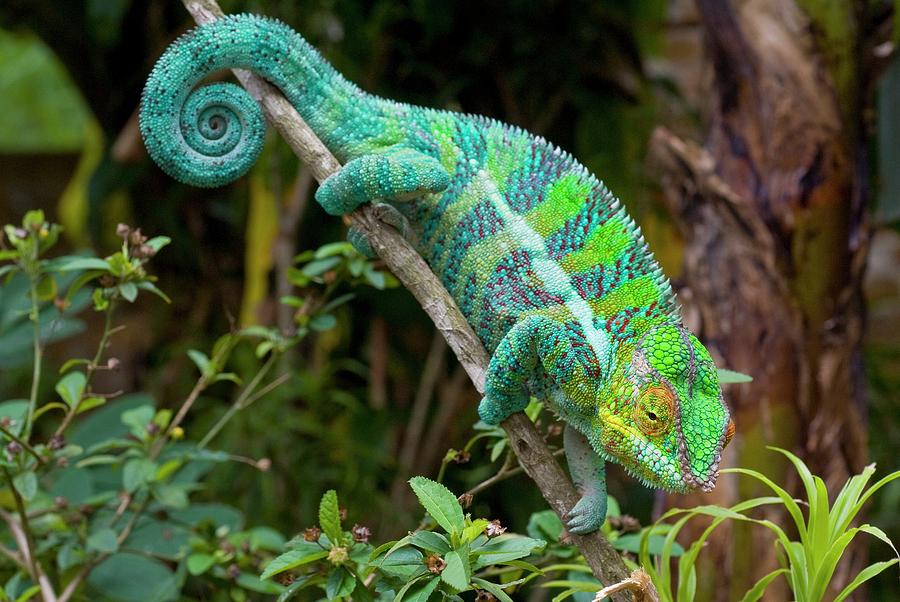 Panther Chameleon On A Branch Photograph By Philippe Psaila Science 