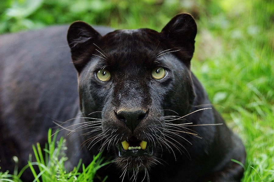 Panthere Noire Panthera Pardus Photograph By Gerard Lacz