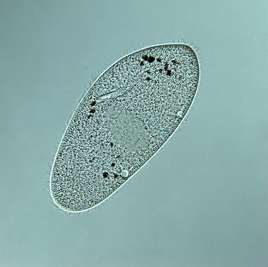 Cell Photograph - Paramecium Multimicronucleatum #3 by Dennis Kunkel Microscopy/science Photo Library