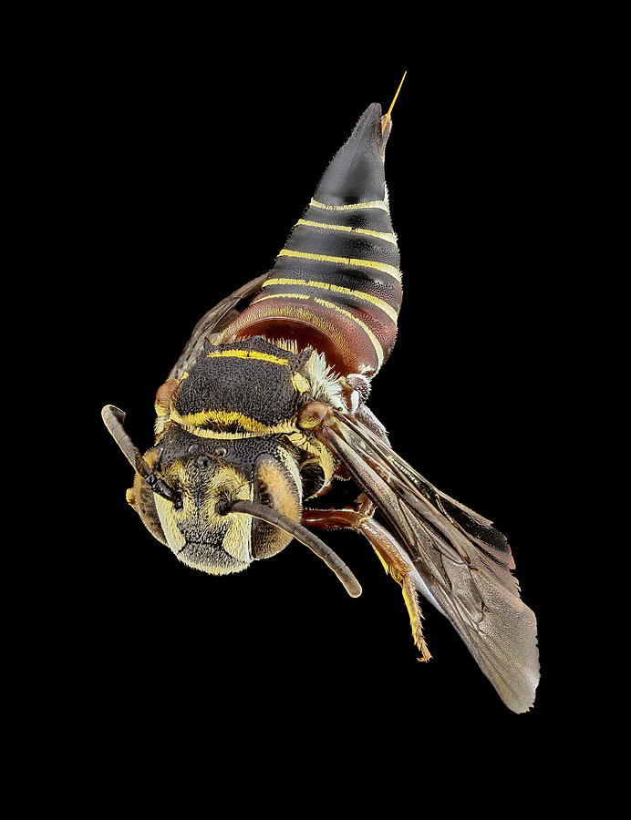 Parasitic Bee #3 Photograph by Us Geological Survey