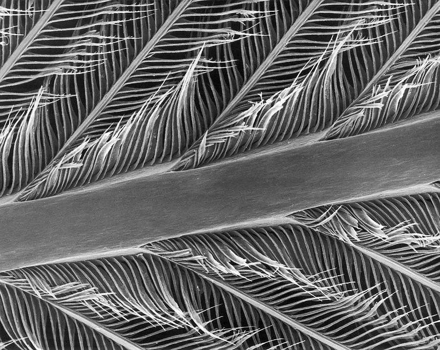 Parrot Photograph - Parrot Feather Rachis #3 by Dennis Kunkel Microscopy/science Photo Library
