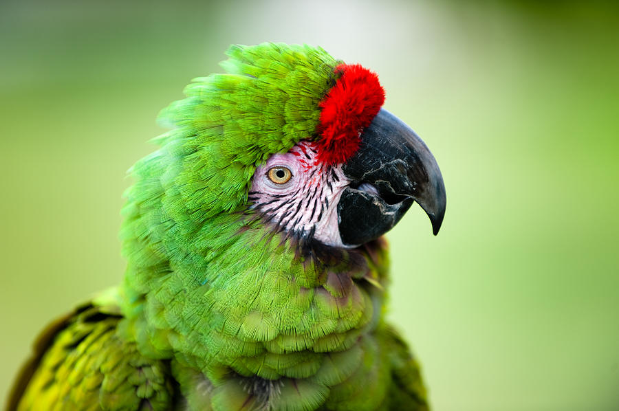 Parrot #3 Photograph by Sebastian Musial