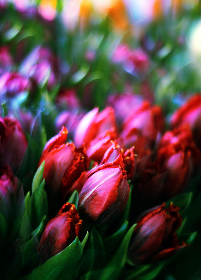 Parrot Tulips Photograph by Jessica Jenney