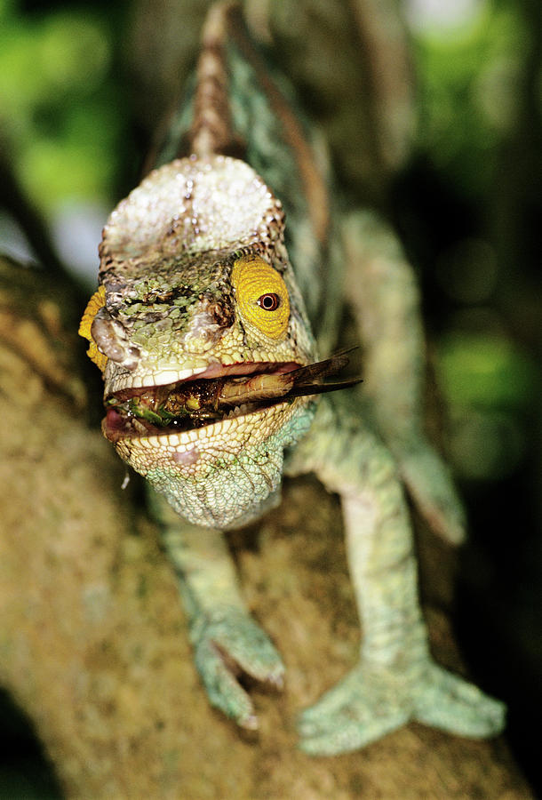 Parson's Chameleon Catching Prey Photograph by Tony Camacho/science