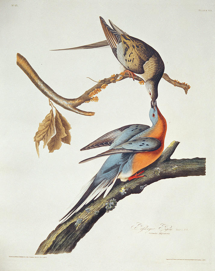Bird Painting - Passenger Pigeon by John James Audubon