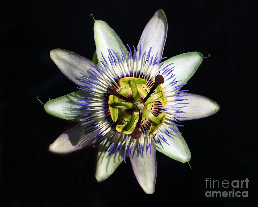 Passion Flower Photograph by Debra Thompson