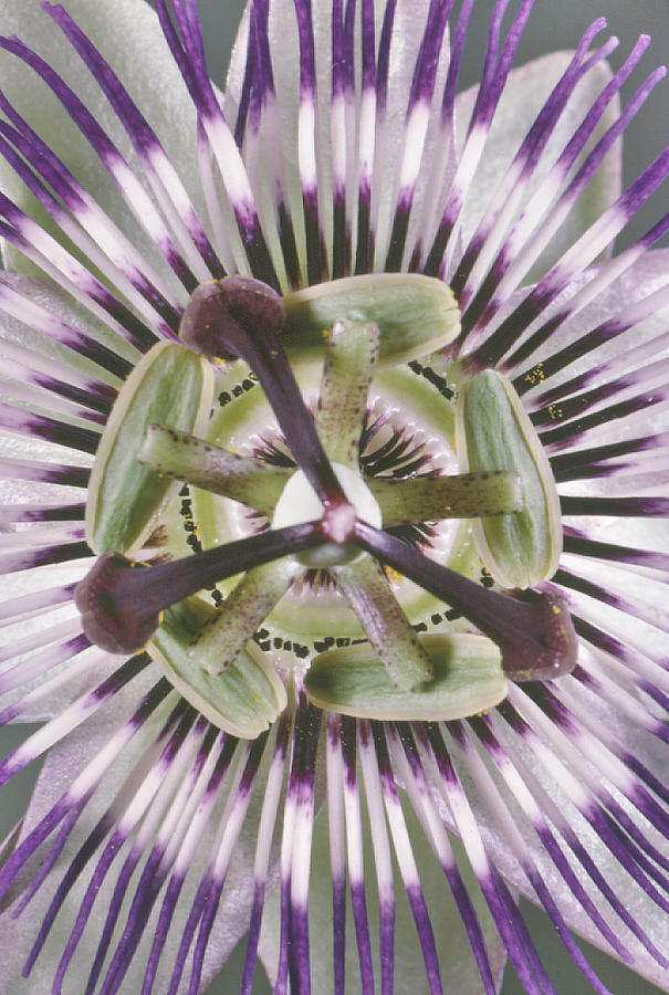 Passionflower #3 Photograph by Perennou Nuridsany
