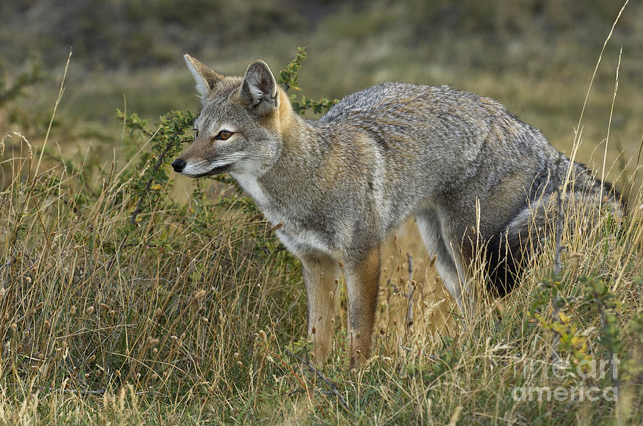 Patagonia Grey Fox #3 Photograph by John Shaw