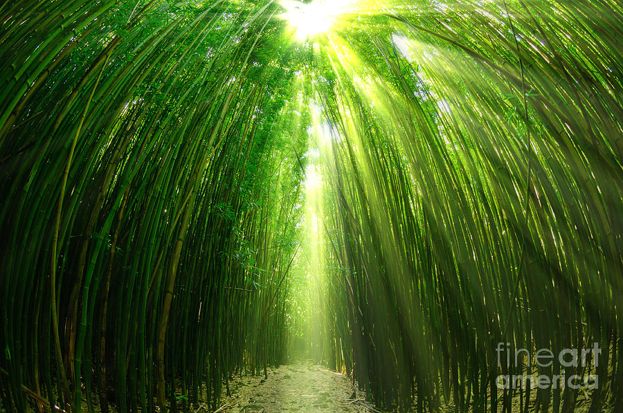 Path through a bamboo forrest on Maui Hawaii USA #3 Photograph by Don Landwehrle