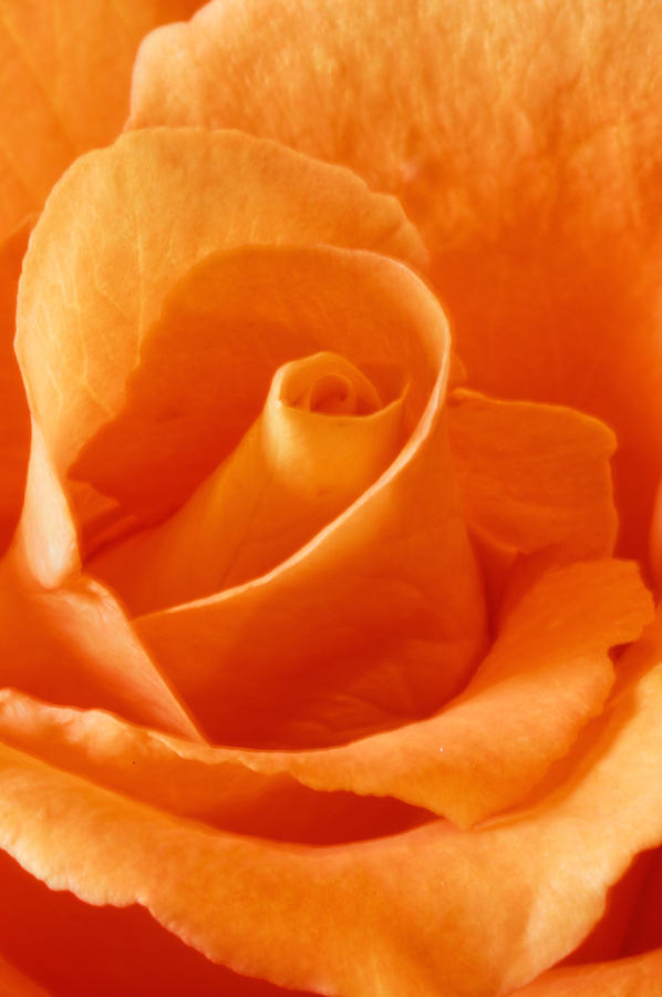 Peach Rose #3 Photograph by Peter Lakomy