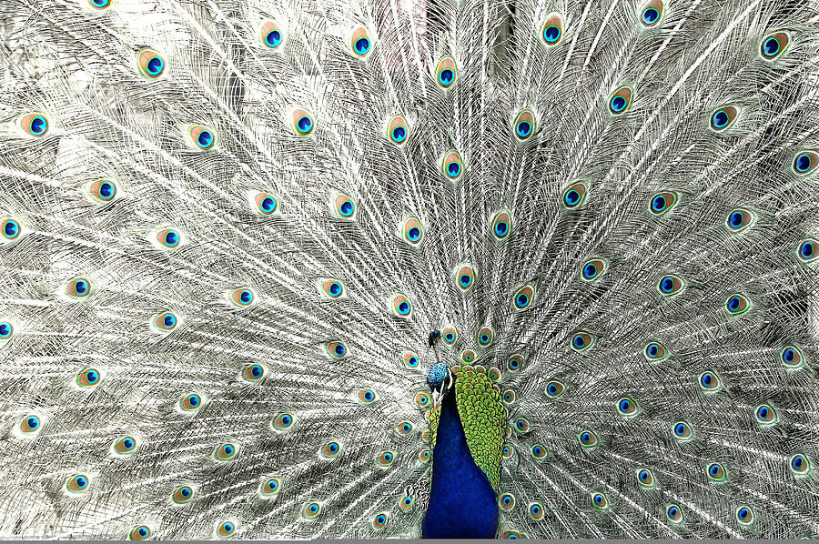 Peacock Photograph - Peacock #3 by Heike Hultsch