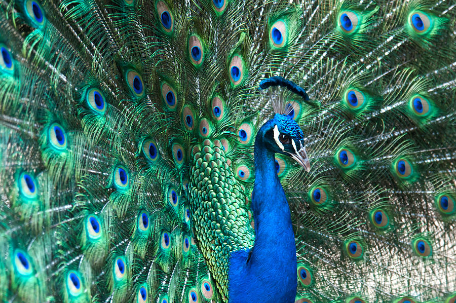 Peacock #3 Photograph by Mark Newman