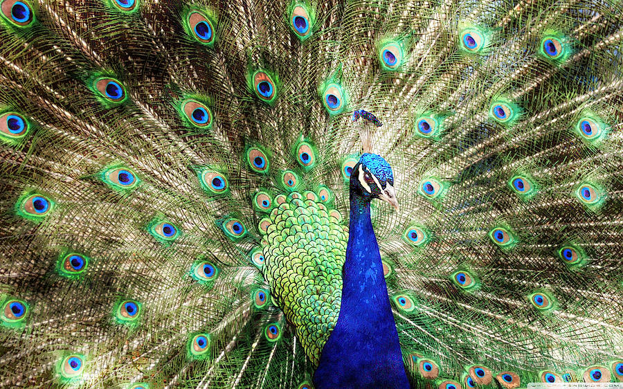 Peacock #2 Painting by MotionAge Designs
