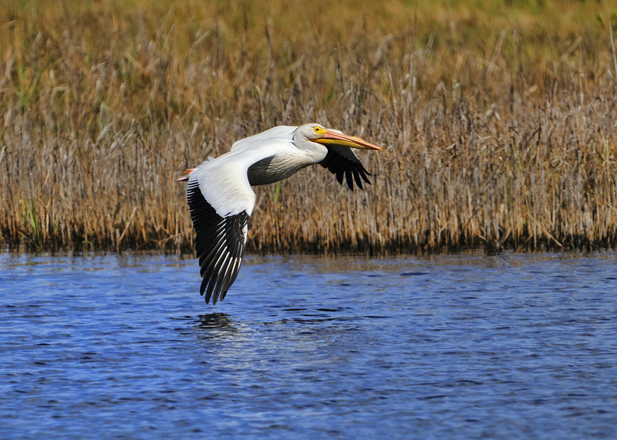 Pelican Flight #3 Photograph by Bill Dodsworth