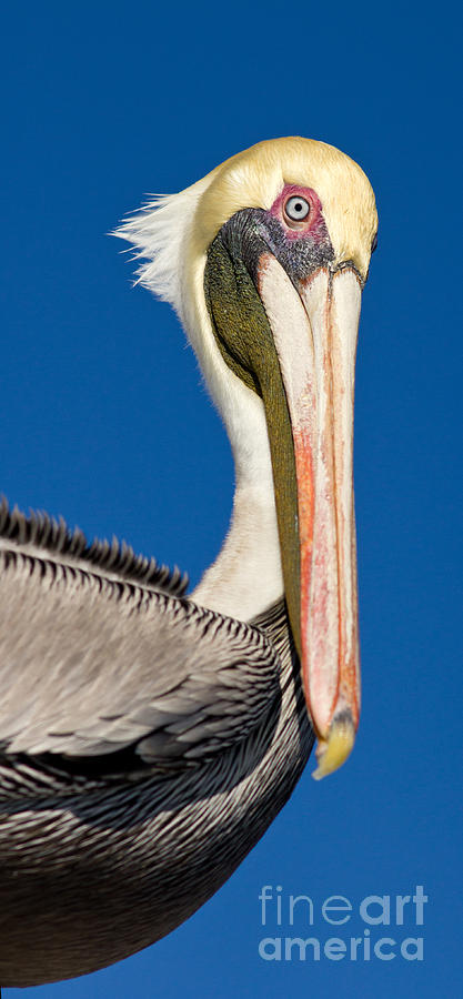Pelican Photograph - Pelican  #3 by Les Palenik