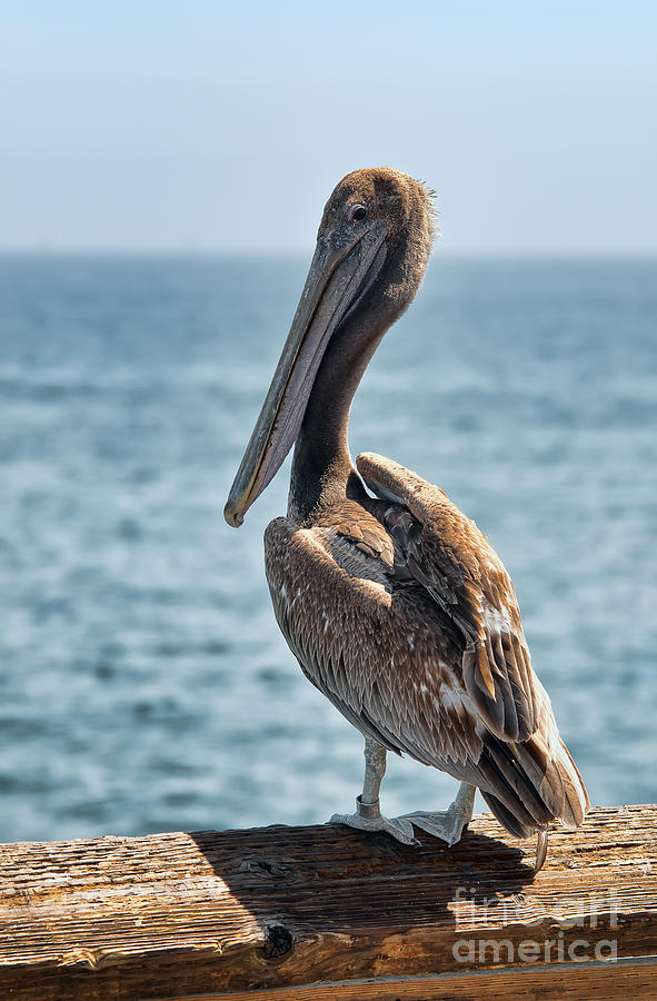 Pelican Portrait #3 Photograph by Eddie Yerkish