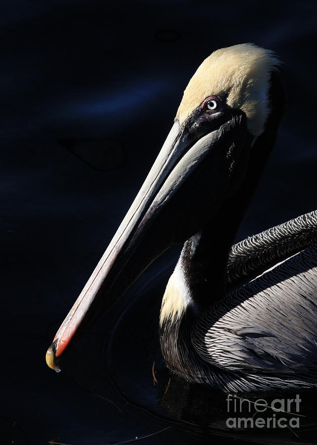 Pelican Photograph - Pelican Profile #3 by Carol Groenen