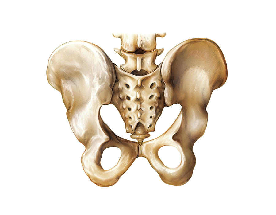 Pelvis #3 by Science Photo Library