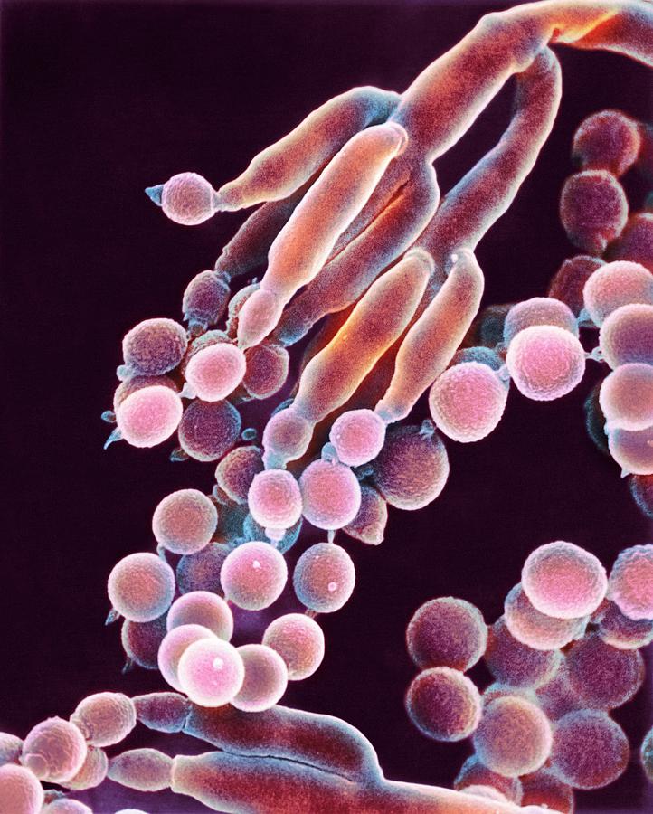 Penicillin Fungus #3 Photograph by Dr Jeremy Burgess