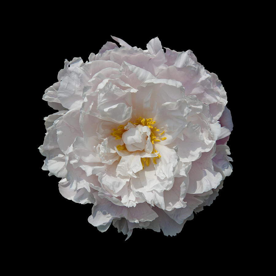 Peony #3 Photograph by Charles Harden