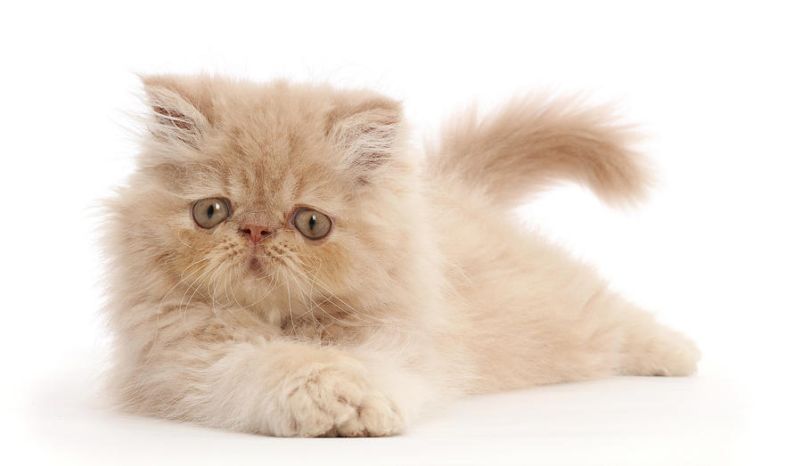 Persian Kitten #3 Photograph by Mark Taylor
