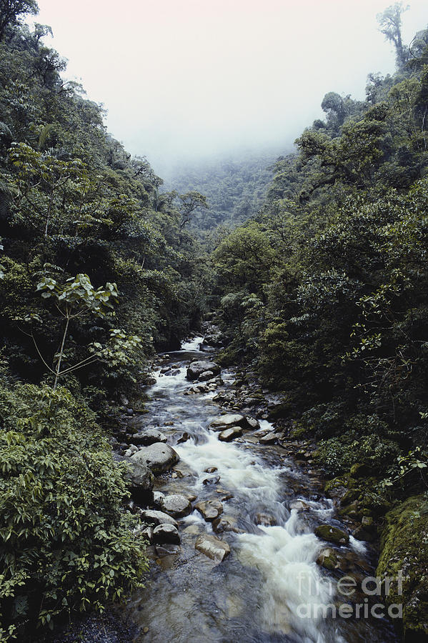 Peruvian Amazon #3 Photograph by Gregory G. Dimijian, M.D.