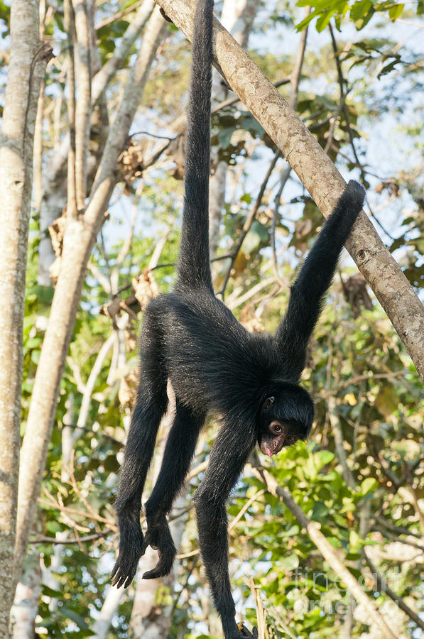 Peruvian Spider Monkey #3 Photograph by William H. Mullins