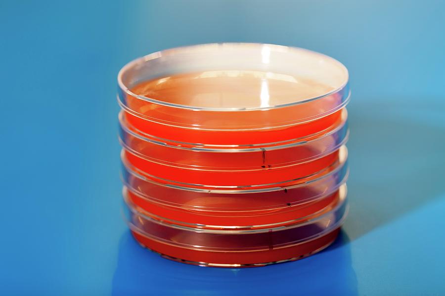 Close Up Photograph - Petri Dishes #3 by Wladimir Bulgar
