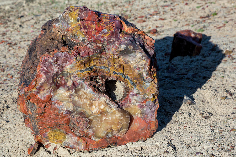 Petrified Forest #3 Photograph by Science Photo Library Petrified Forest #3 Photograph by Science Photo Library