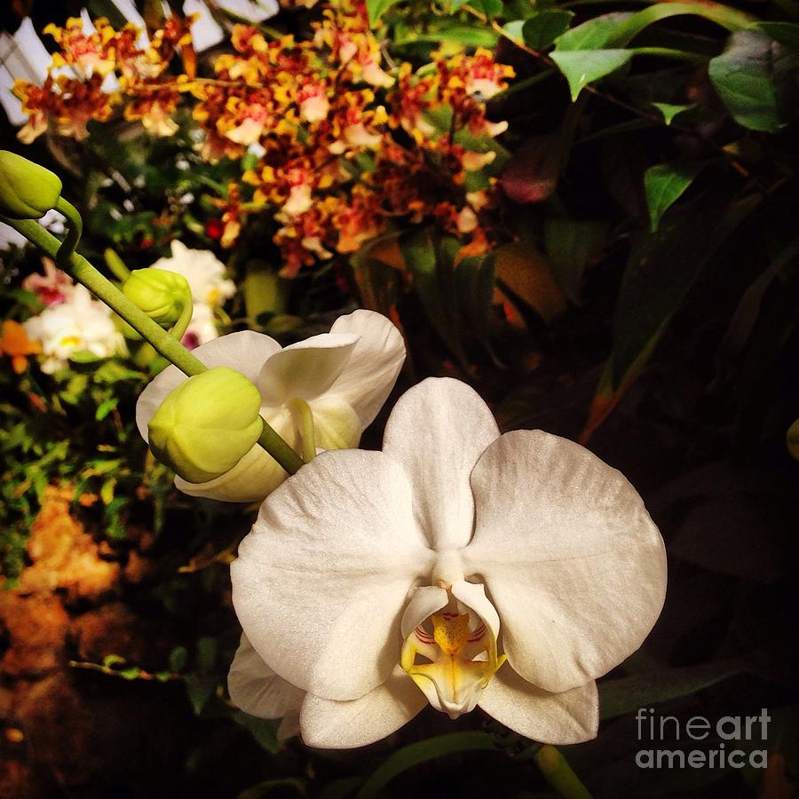 Phalaenopsis #2 Photograph by Angela Rath
