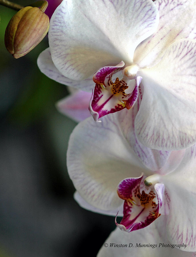 Orchid Photograph - Phalaenopsis Orchid - The Moth Orchid #4 by Winston D Munnings