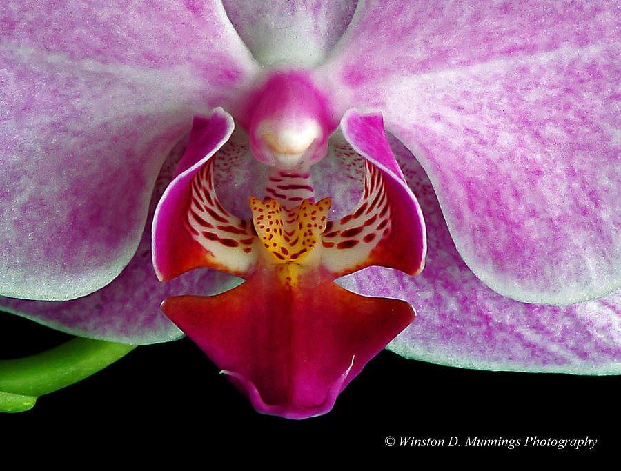 Phalaenopsis Orchid #3 Photograph by Winston D Munnings