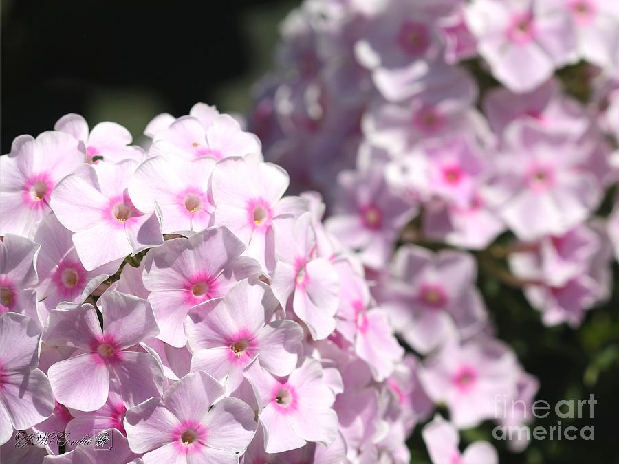 Flower Photograph - Phlox Paniculata named Bright Eyes #3 by J McCombie