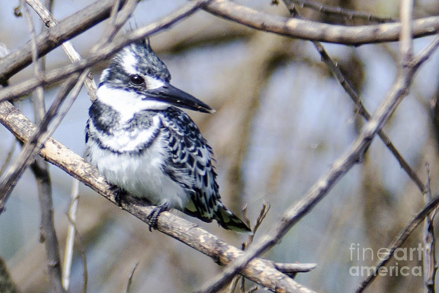 Pied Kingfisher #3 Photograph by Pravine Chester