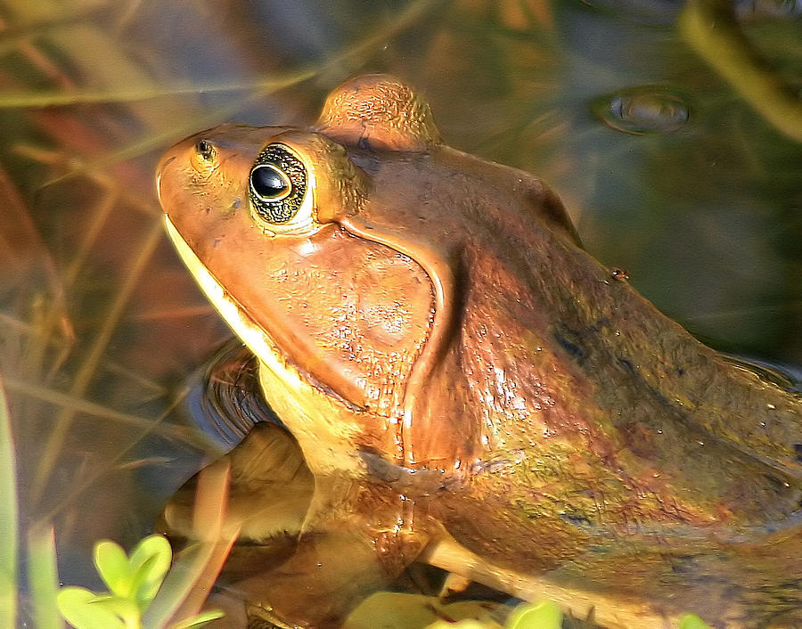 Pig Frog #3 Photograph by Ira Runyan - Fine Art America