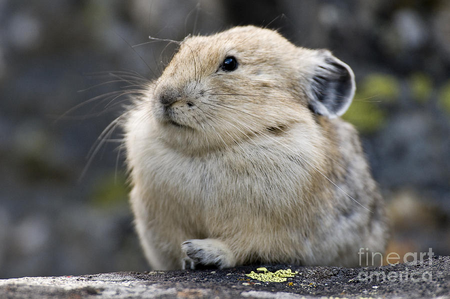 Nature Photograph - Pika #3 by William H. Mullins