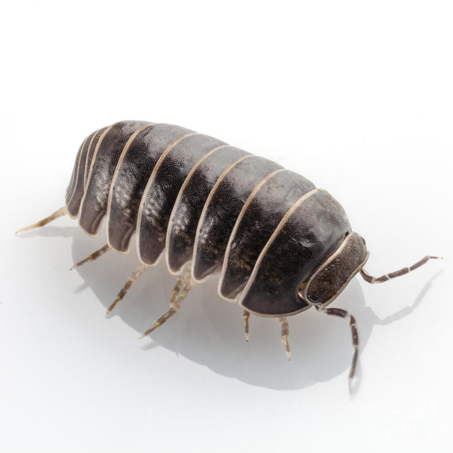 Pill Bug Armadillidium Vulgare Photograph By Pablo Romero Fine Art America 