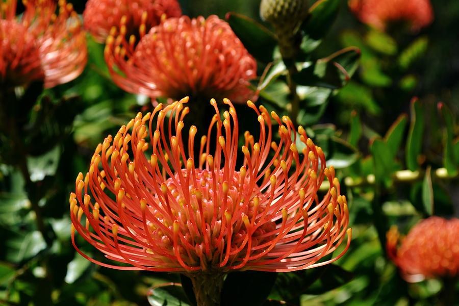 Pincushion protea Photograph by Werner Lehmann - Fine Art America