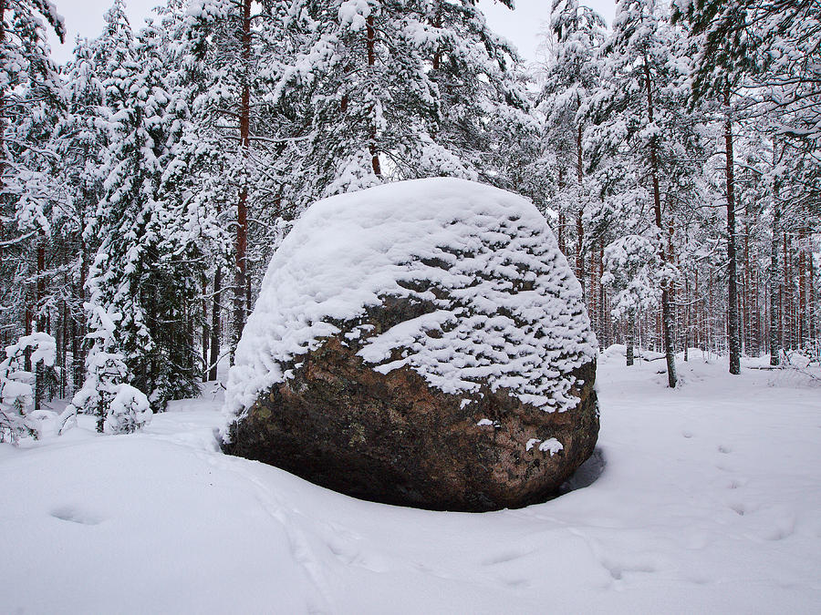 Pine forest winter #10 Photograph by Jouko Lehto