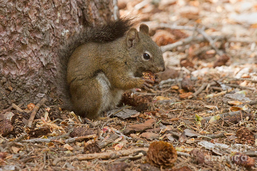 Pine Squirrel #3 Photograph by Fred Stearns