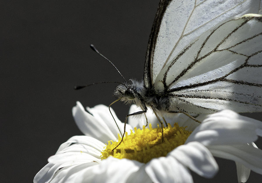Pine White Butterfly #3 Photograph by Betty Depee