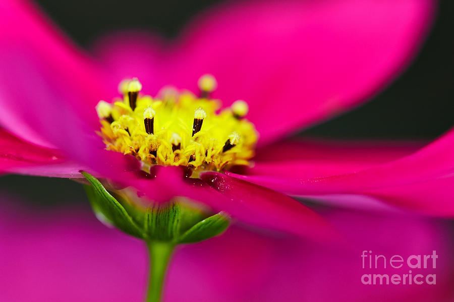 Nature Photograph - Pink Aster Flower #3 by Nick  Biemans