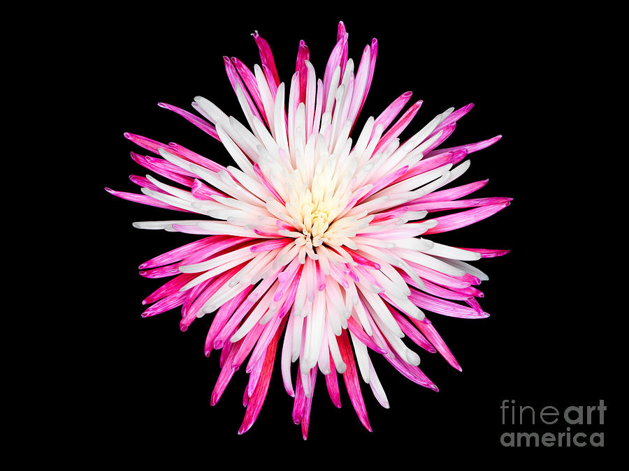 Pink Chrysanthemum Flower Isolated on Black Background. Macro  #3 Photograph by Laurent Lucuix
