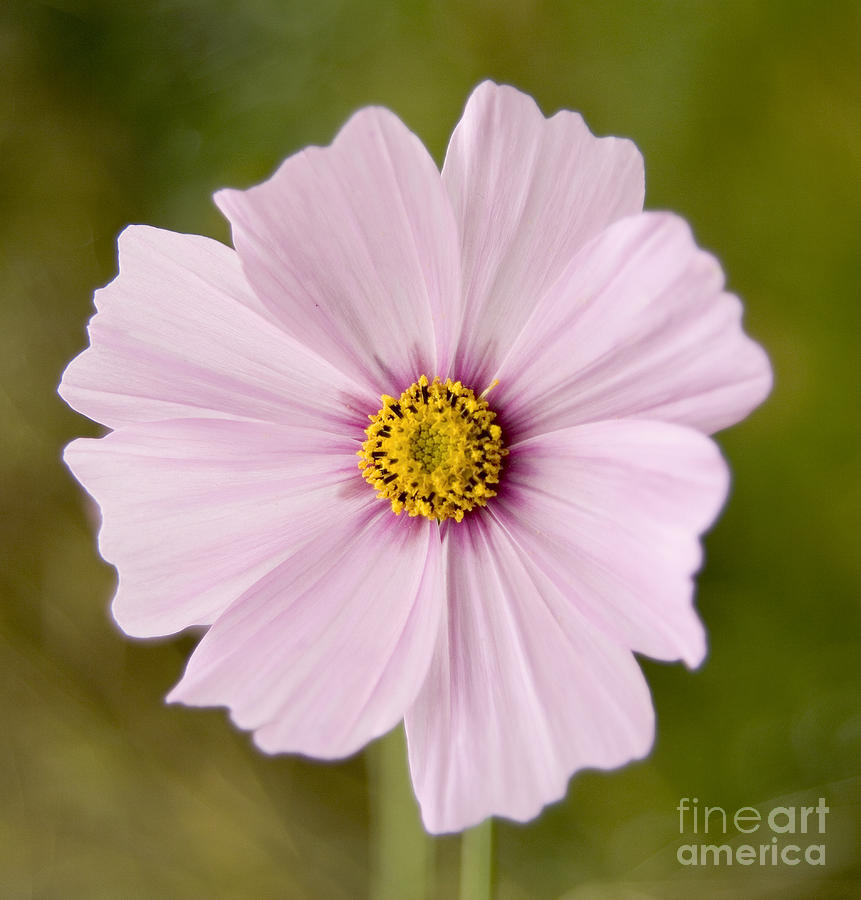 Pink Coreopsis Daisy Photograph