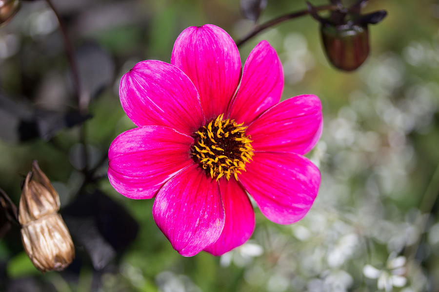 Pink flower #3 Photograph by Susan Jensen