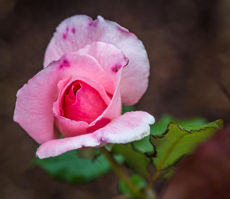 Pink rose #3 Photograph by Jane Luxton