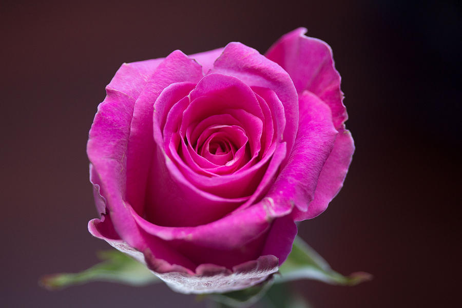 Pink rose #3 Photograph by Susan Jensen