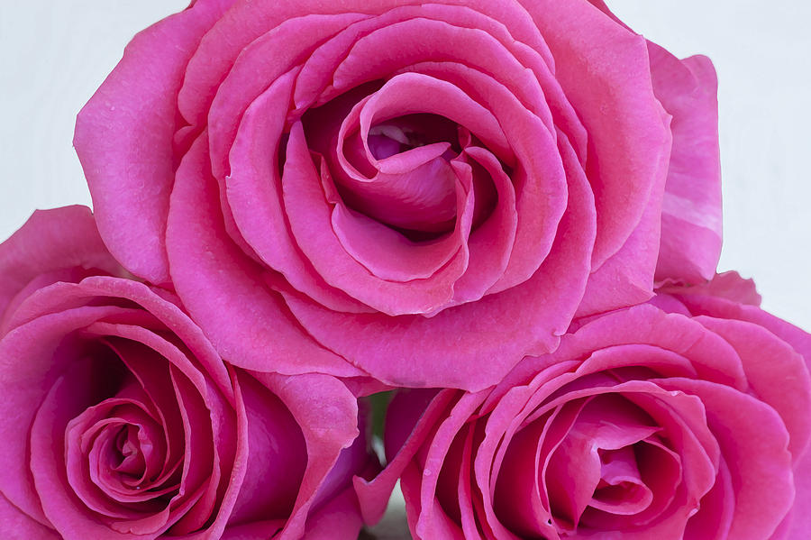 3 Pink Roses Photograph by Rich Franco