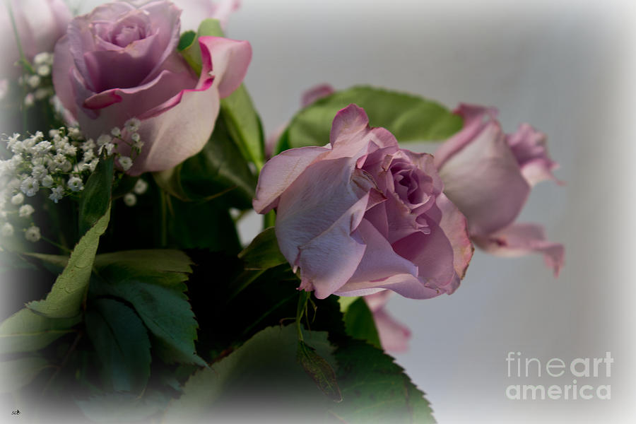 3 Pink Roses Photograph by Sandra Clark