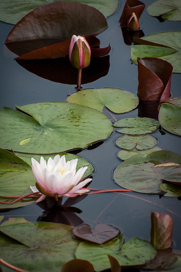 Pink Water Lily #3 Photograph by Wayne Meyer